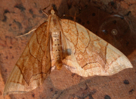 Lesser Grapevine Looper